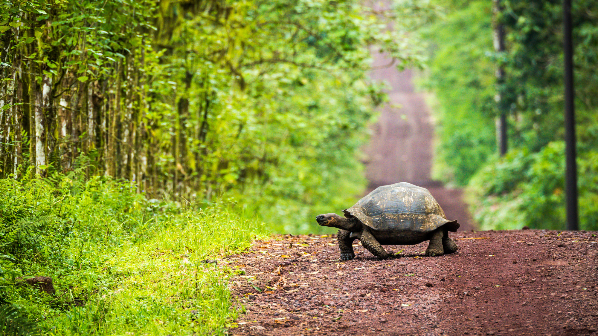 The Tortoise had a Point